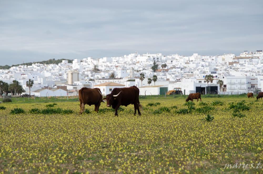 Ferreira Hostal Boutique Conil De La Frontera Eksteriør bilde