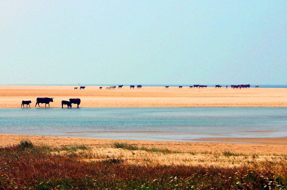Ferreira Hostal Boutique Conil De La Frontera Eksteriør bilde